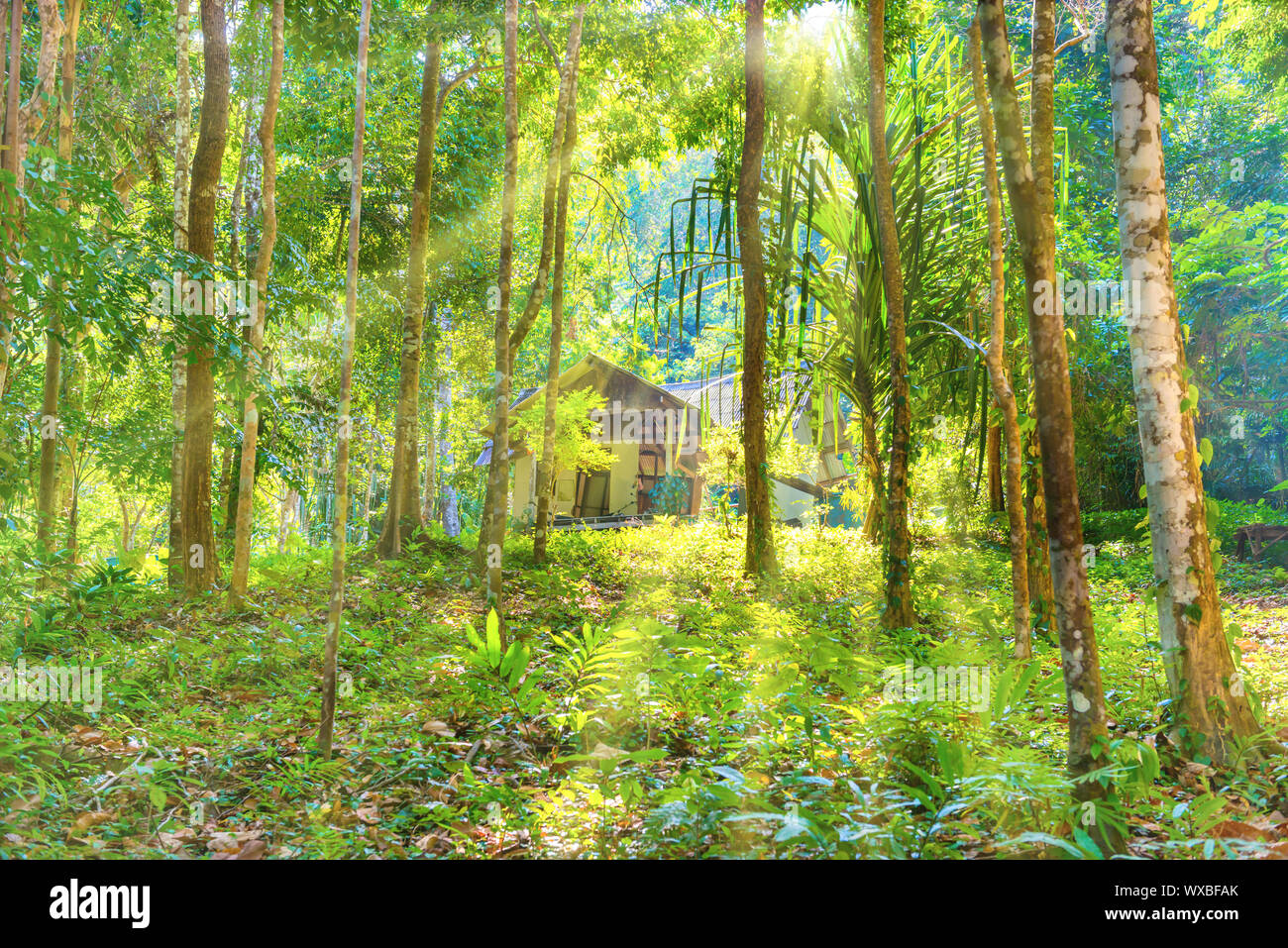 Vue de chambre entre jungle tropicale forêt Banque D'Images