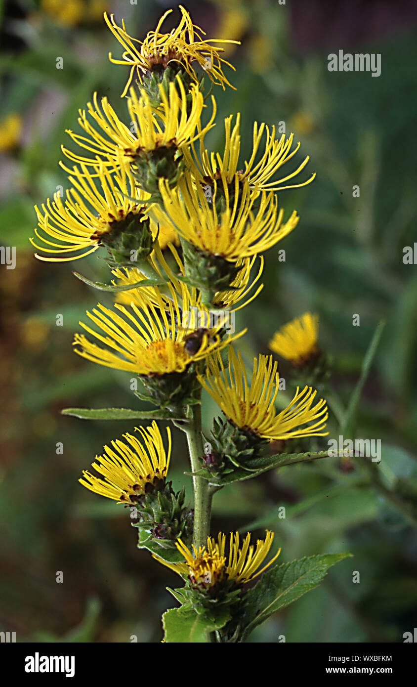 Helene herb avec fleurs duveteuses jaune Banque D'Images