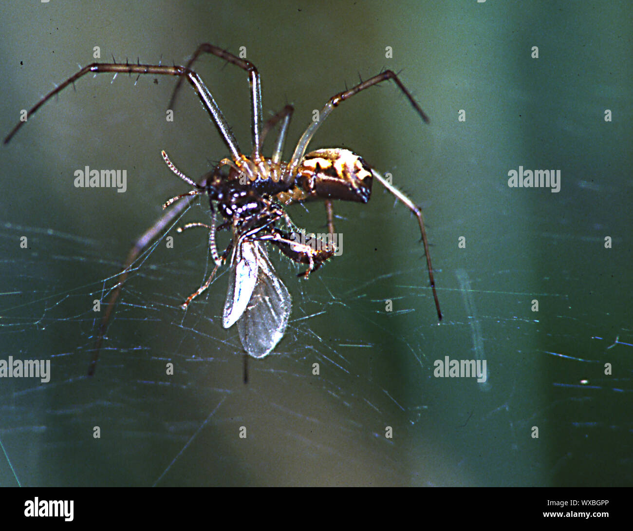 Araignée de la canopée dans le web flanche proie Banque D'Images