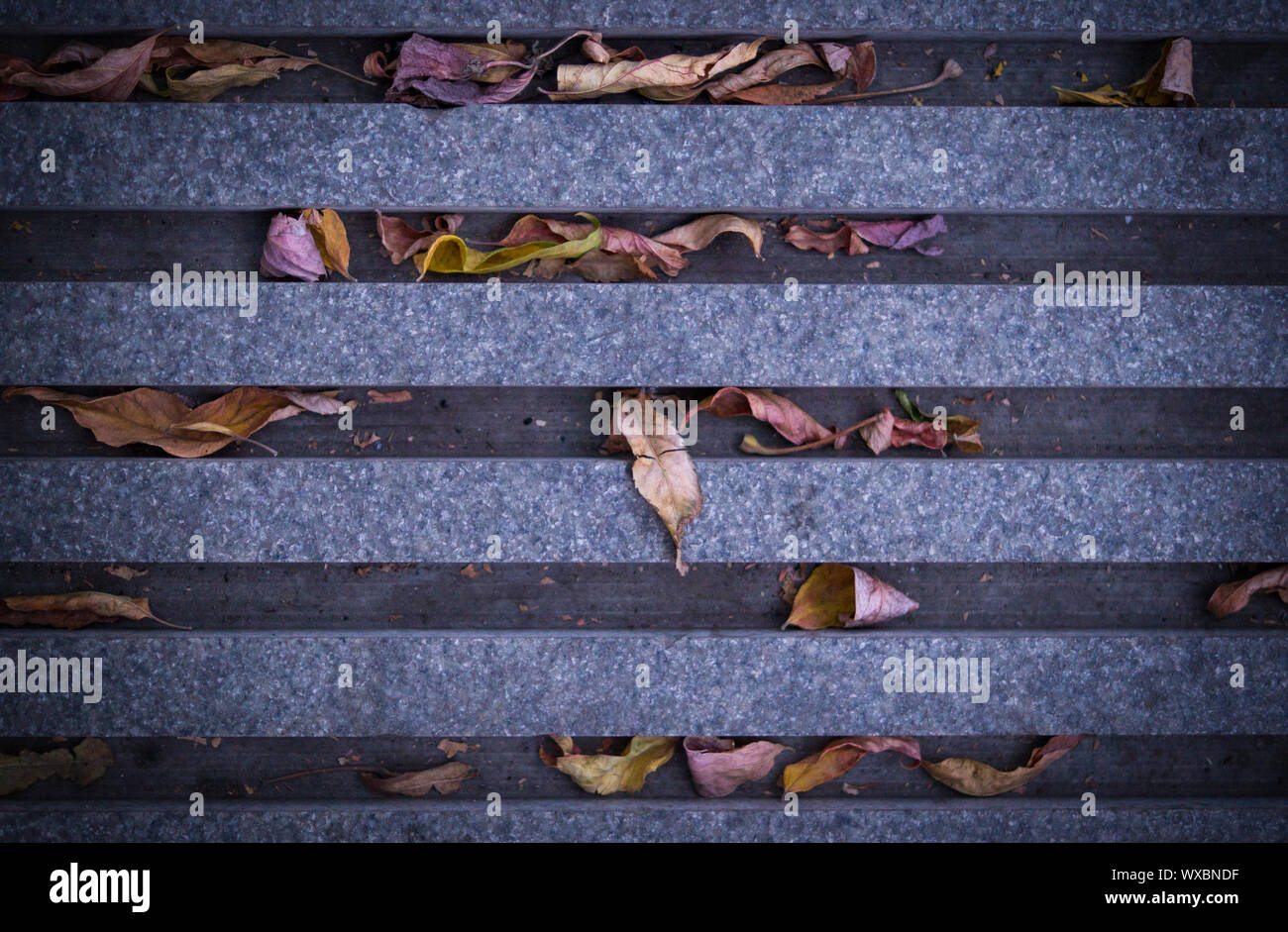 Grille de drainage avec les trous recouverts de tuiles creuses avec les feuilles d'automne avec la texture naturelle. vignette, urbain, saisonnière Banque D'Images