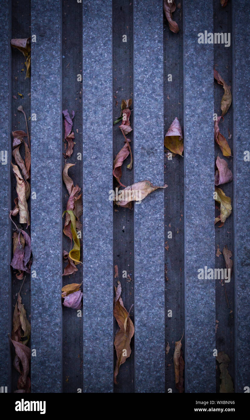 Grille de drainage avec les trous recouverts de tuiles creuses avec les feuilles d'automne avec la texture naturelle. vignette, urbain, saisonnière Banque D'Images