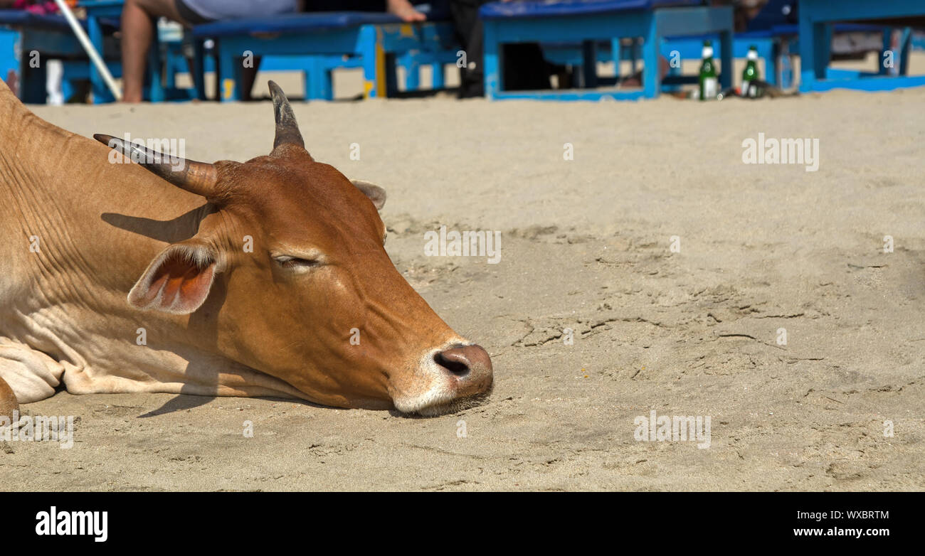 Les vaches sacrées indiennes viennent sur la plage et se coucher Banque D'Images