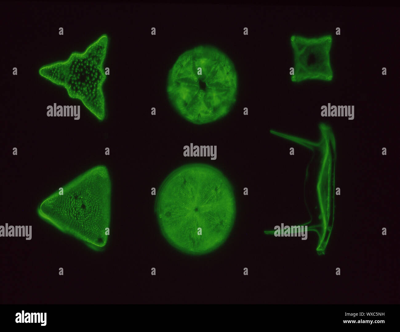 Les diatomées de la mer sous le microscope 100x Banque D'Images