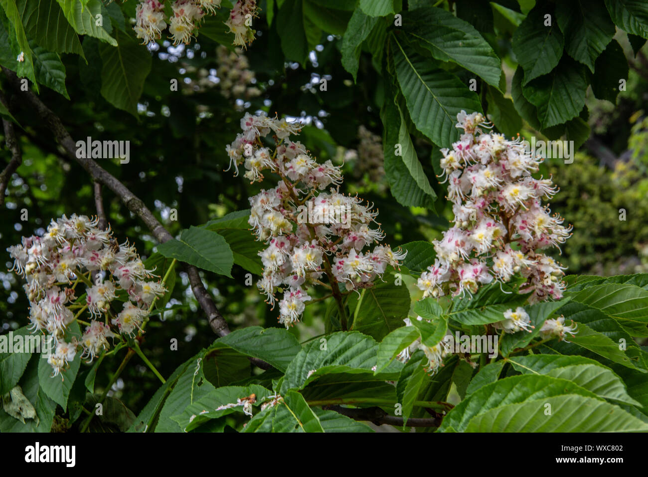 Marronnier en fleurs avec des inflorescences dressées Banque D'Images