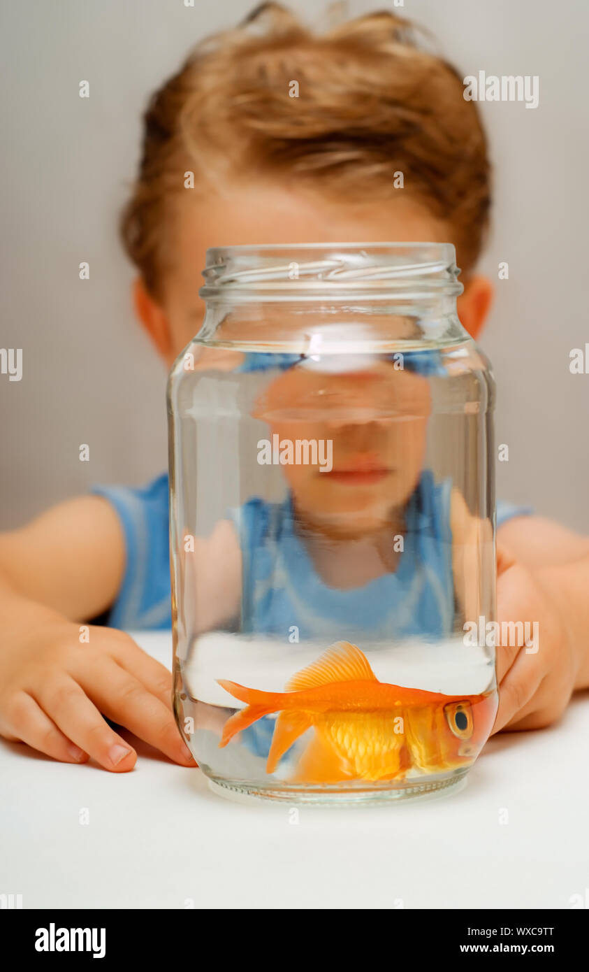 Peur Poisson Rouge Avec De Larges Yeux Deformes Dans De L Eau Pot De Bebe Garcon Photo Stock Alamy
