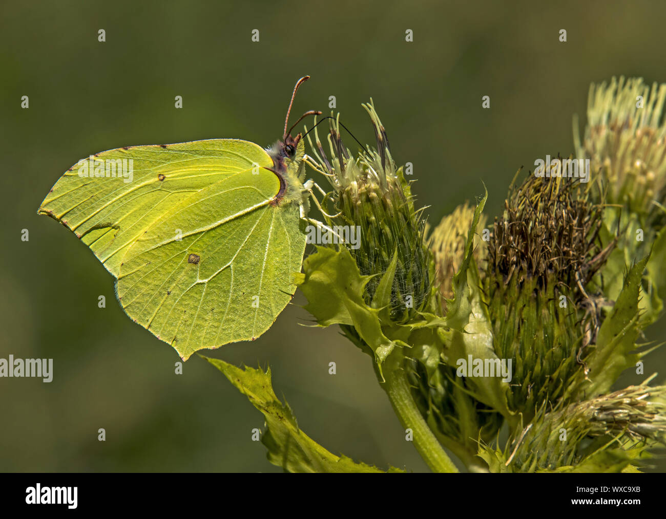 Brimstone Gonepteryx rhamni papillon '' Banque D'Images