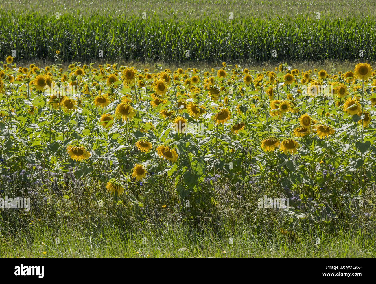 Champ de TOURNESOL Helianthus annuus '' Banque D'Images