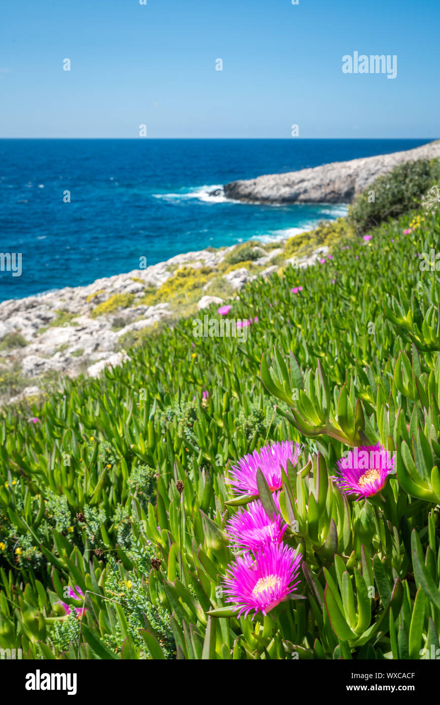 De plus en plus rose flowres sur la rive à Porto Limnionas Banque D'Images