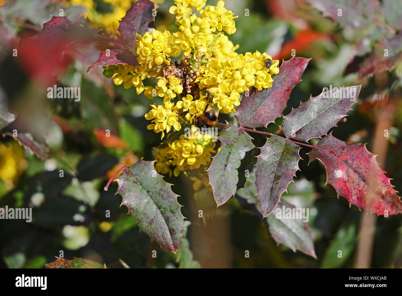 Le cerf de bourdon bourdon Bombus lucorum ou Latin similaire à Bombus terrestris famille apidae se nourrissent d'une fleur jaune holly ilex ou Banque D'Images