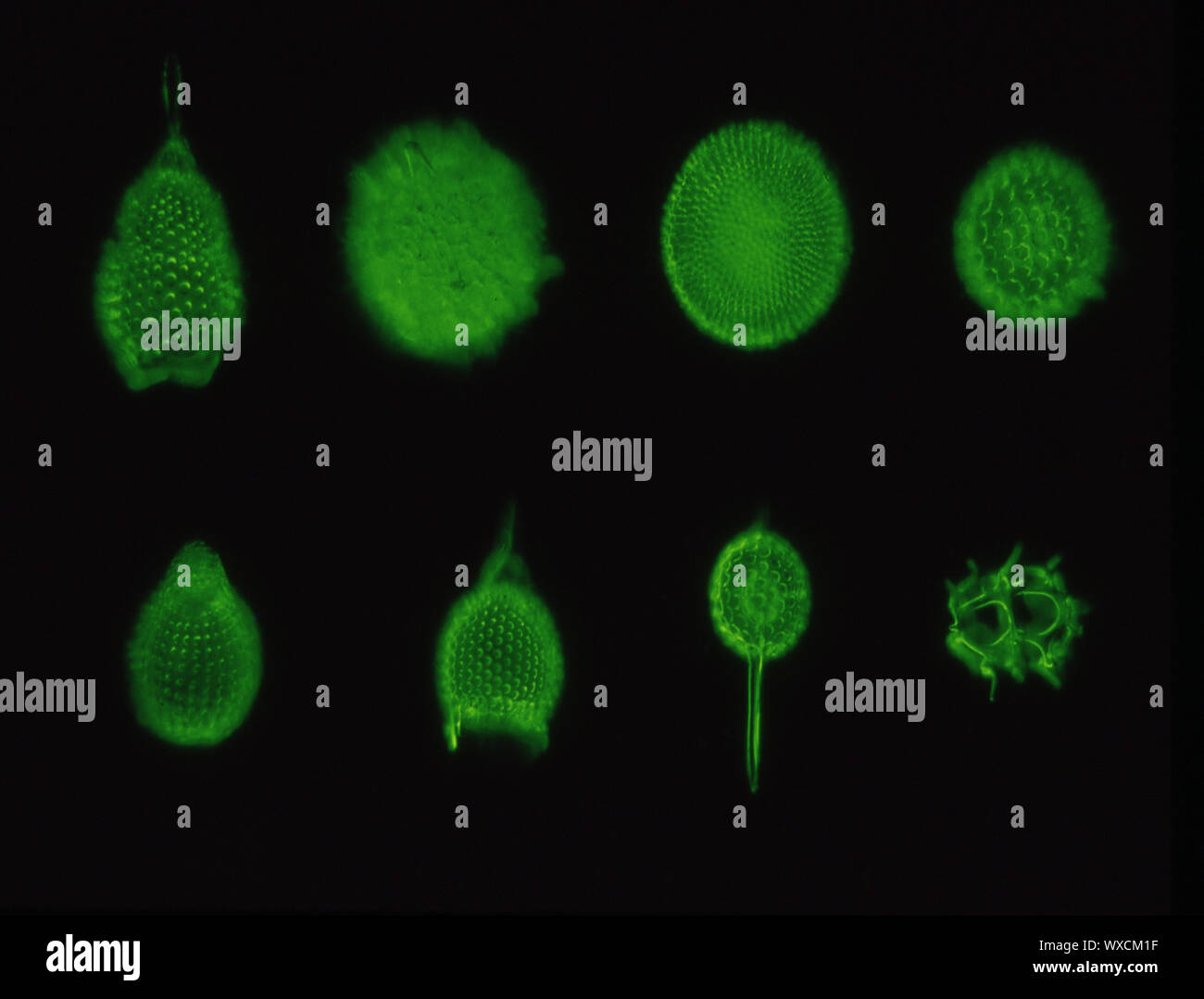 Radiolaires sous le microscope 100x Banque D'Images