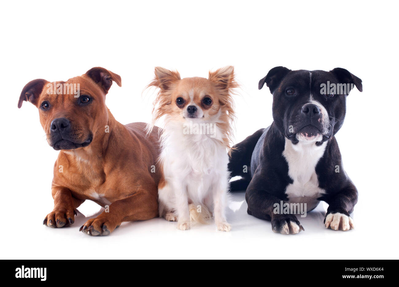 Portrait d'un Staffordshire Bull Terrier et chihuahua in front of white background Banque D'Images