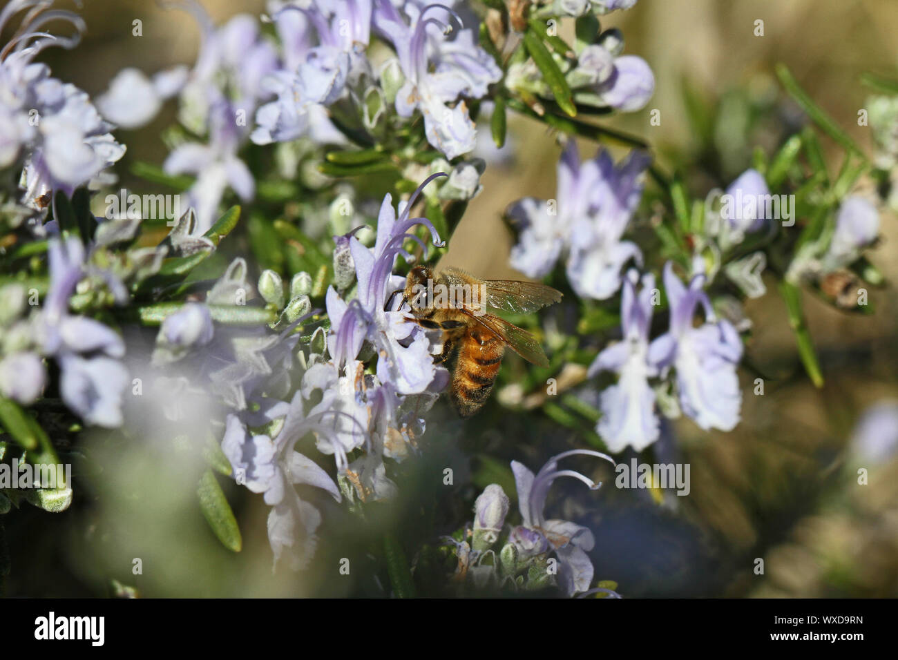 Nom latin de l'abeille Apis mellifera la collecte du pollen sur une fleur de romarin rosmarinus officinalis au printemps en Italie Banque D'Images
