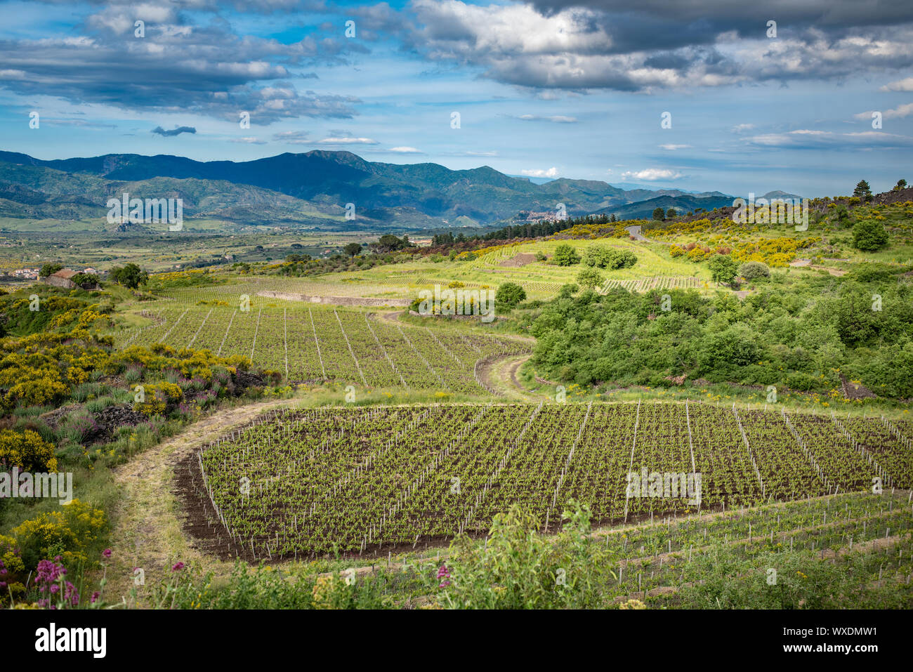 Vignoble de l'Etna en Sicile, Italie Banque D'Images