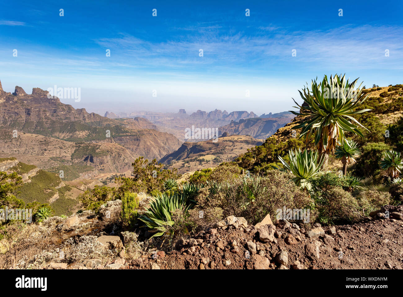 Lobelia géant ou Semien en Éthiopie, montagnes du Simien Banque D'Images