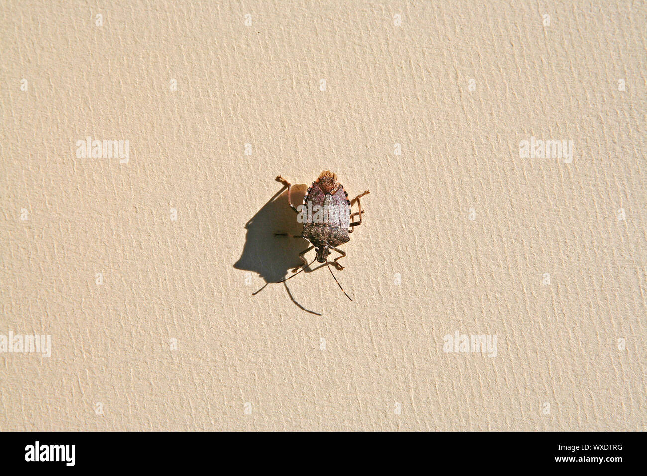 Punaise diabolique, asiatique beetle bug shield ou l'halyomorpha halys les pentatomidae groupe d'insectes en Italie originaire de Chine et d'Asie Banque D'Images