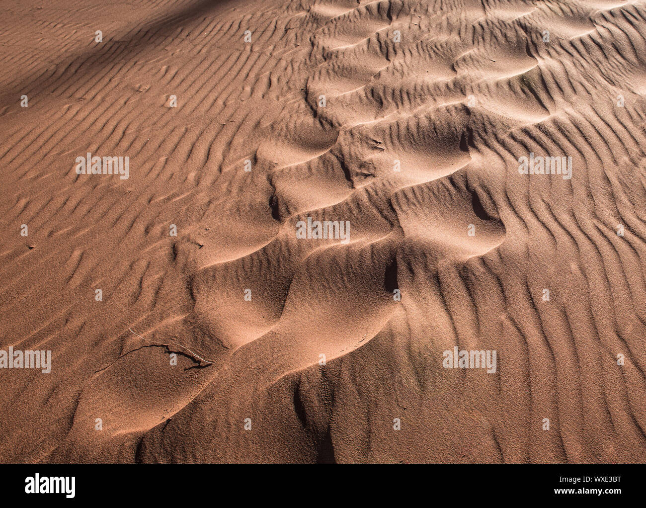 Des empreintes de pas dans les dunes de sable Banque D'Images