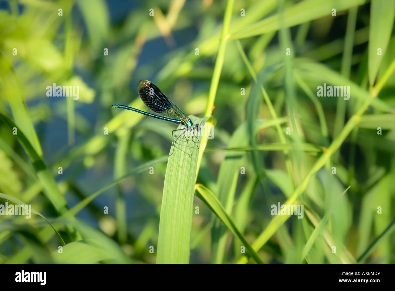 Belle insecte libellule Banque D'Images