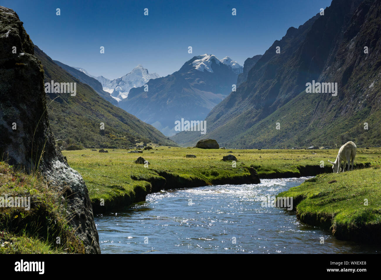 Paysage de montagne dans les Andes du Pérou avec un cheval blanc s'abreuver à un ruisseau de montagne Banque D'Images