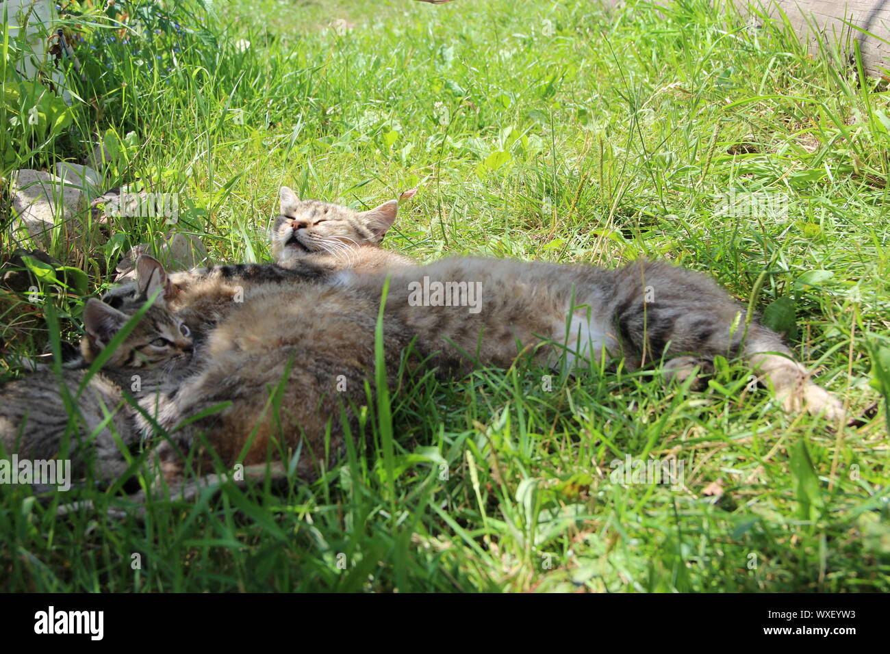 Famille de chats est endormi. Reste de famille de chat. Les chats gris dormir à côté de l'autre sur l'herbe verte. Relaxation féline. Père moter et chaton sont endormis Banque D'Images