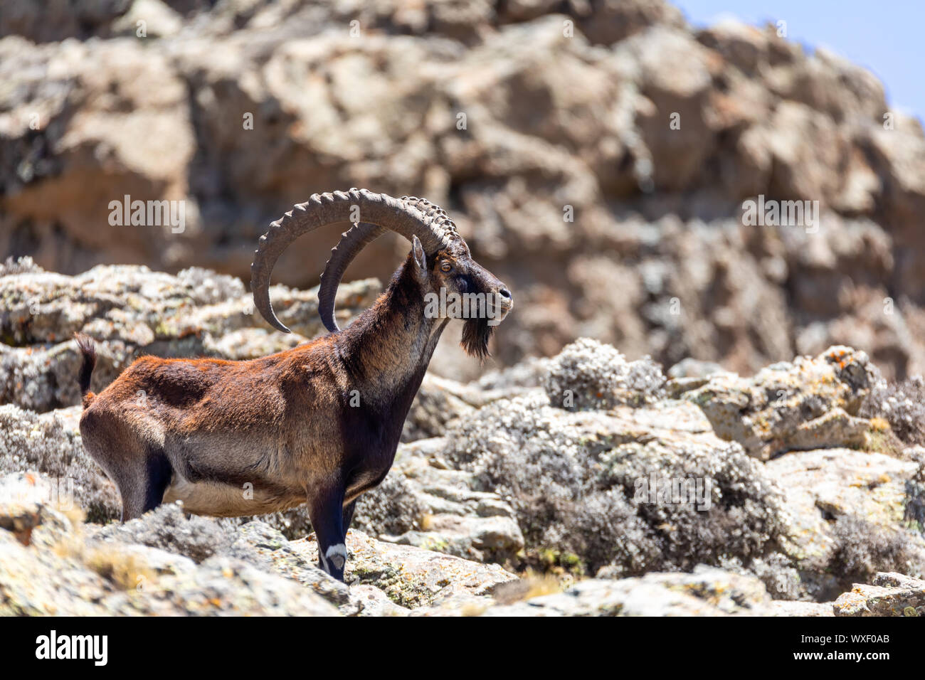 Le bouquetin Walia rares montagnes du Simien en Ethiopie Banque D'Images