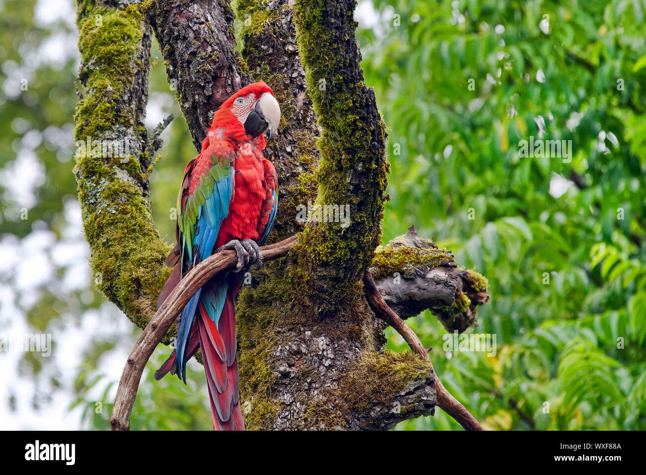 Green-winged macaw Ara chloropterus - Banque D'Images