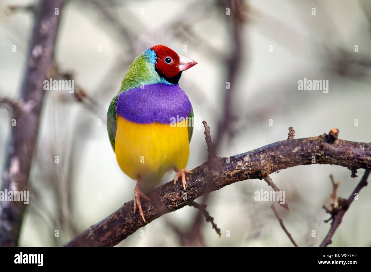 Erythrura gouldiae Gouldian finch - Banque D'Images