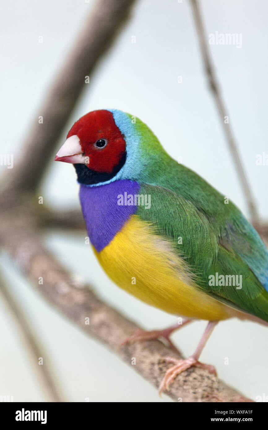 Erythrura gouldiae Gouldian finch - Banque D'Images
