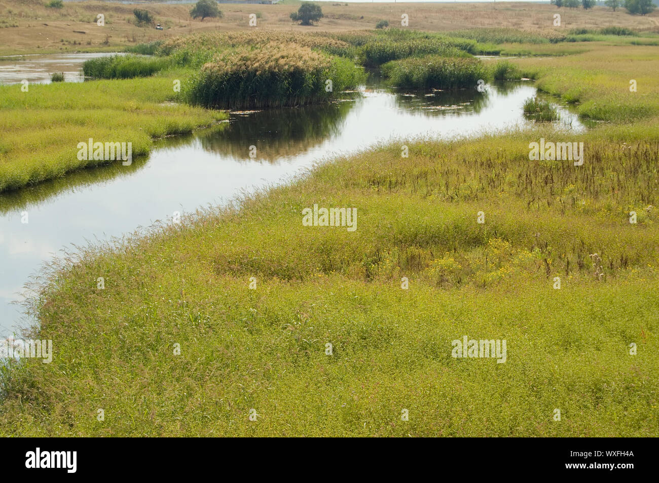 Une bonne vue d'herbe verte petite rivière et reed Banque D'Images