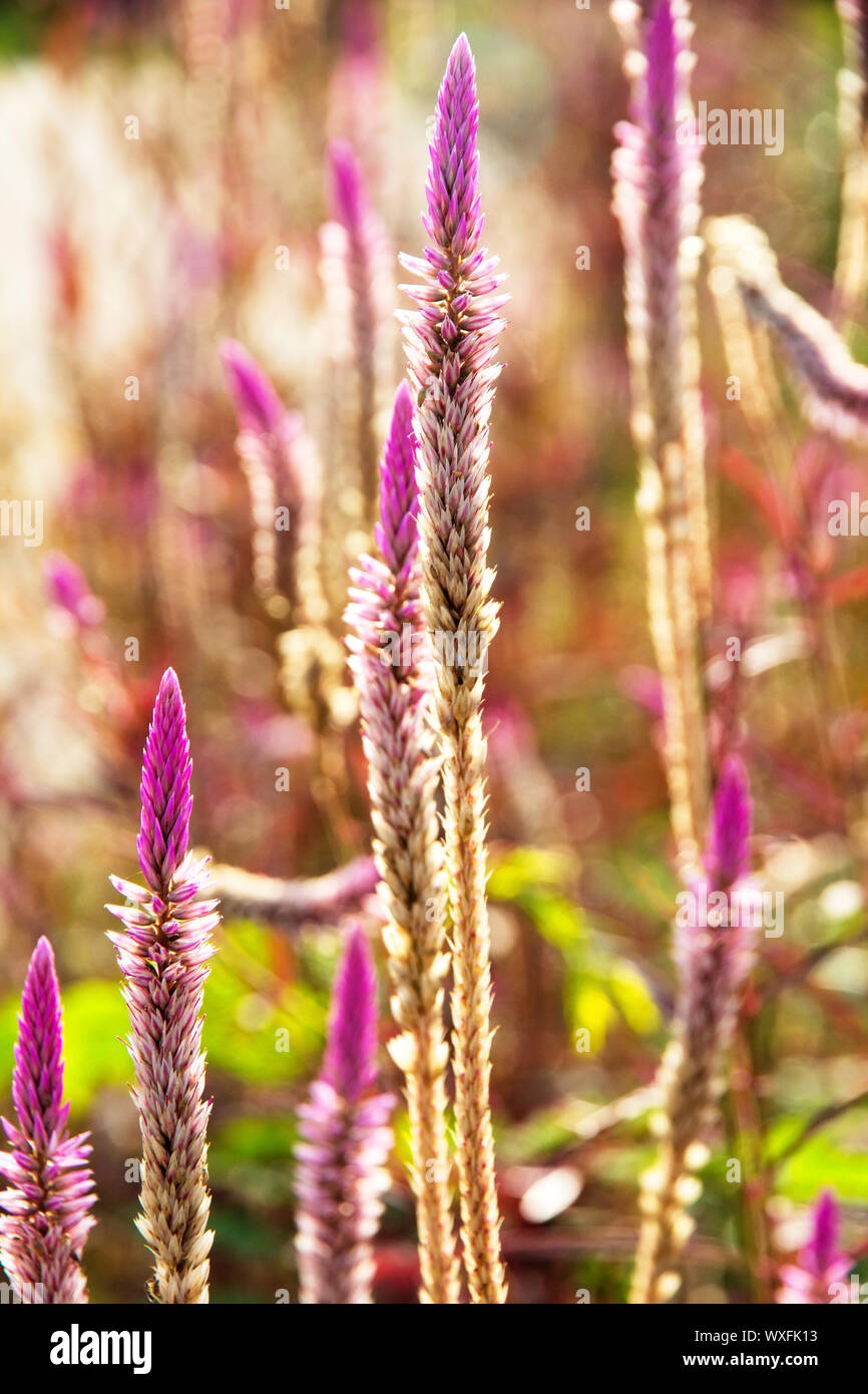 Une fleur de l'herbe de l'herbe avec la lumière du soleil Banque D'Images