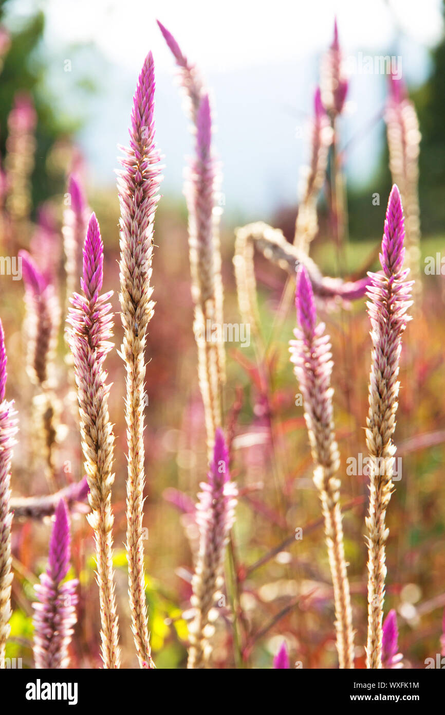 Une fleur de l'herbe de l'herbe avec la lumière du soleil Banque D'Images