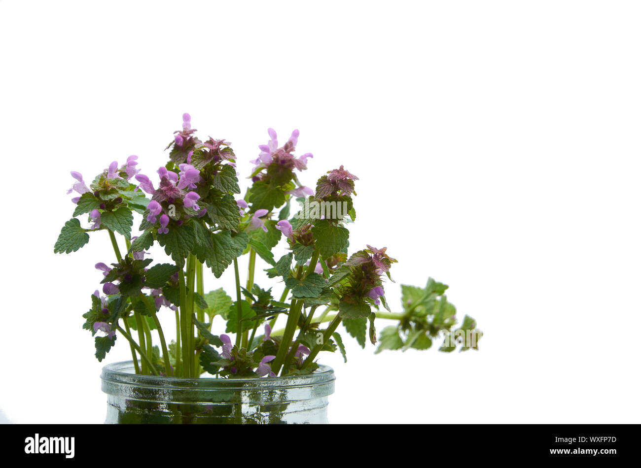 Les fleurs de printemps dans un vase en verre blanc à isoler Banque D'Images