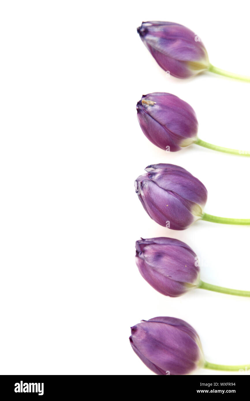 Purple tulip frontière avec une rangée de fleurs de printemps organisé sur le côté droit de l'armature isolated on white Banque D'Images