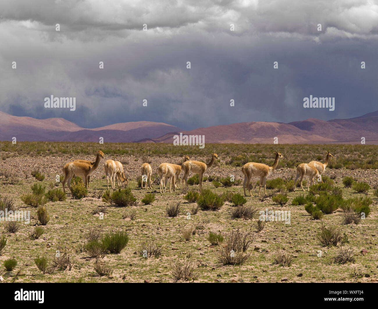 Un groupe de guanacos sauvages dans un paysage désolé et à distance. Banque D'Images