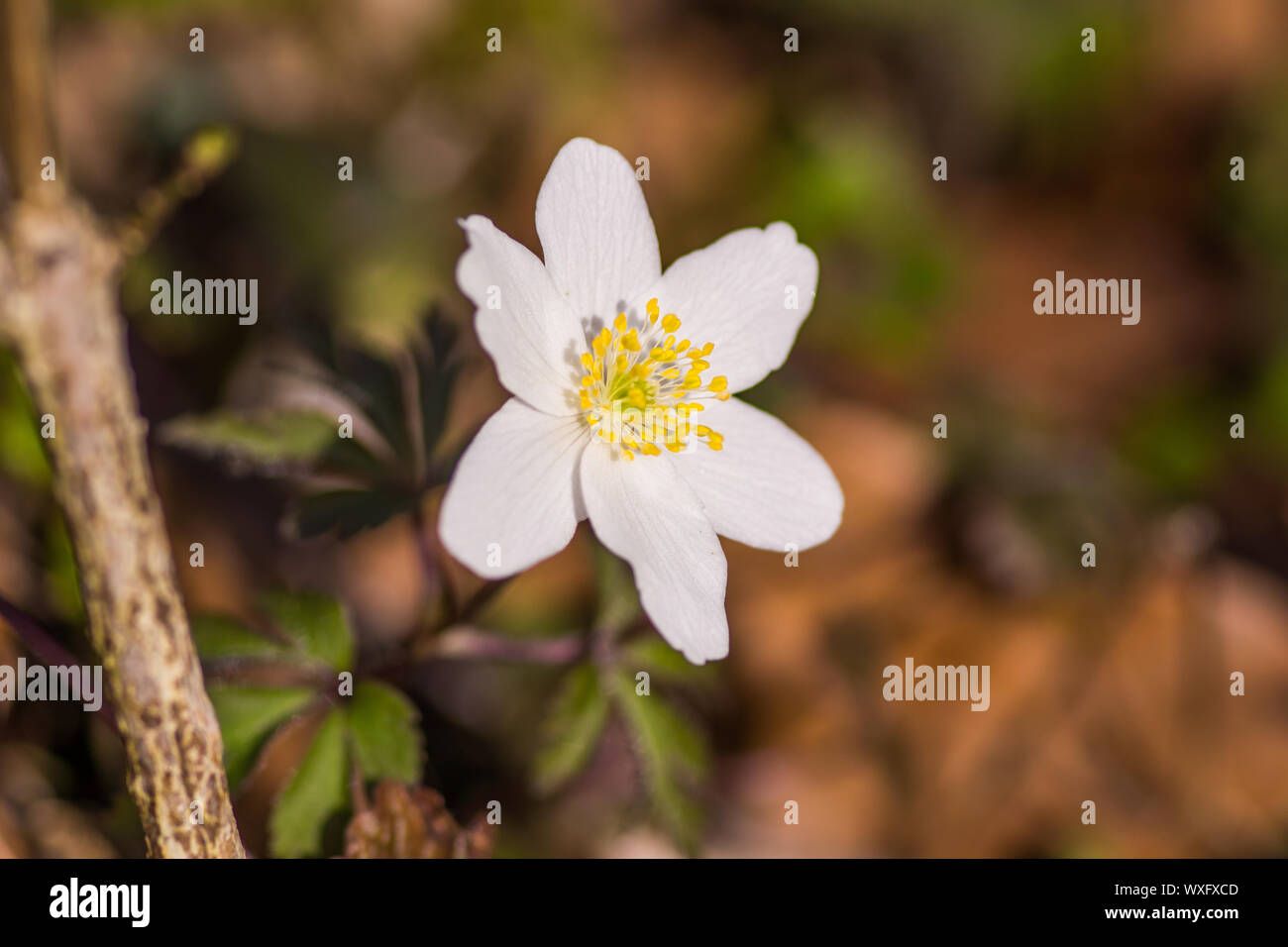 Anémone de printemps en fleurs, au printemps Photo Stock - Alamy