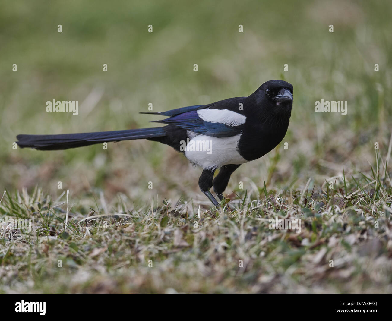 Magpie Banque D'Images