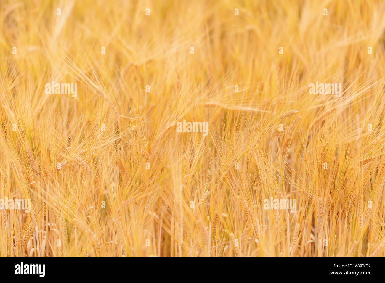 Des champs de blé en attente d'harvest Banque D'Images