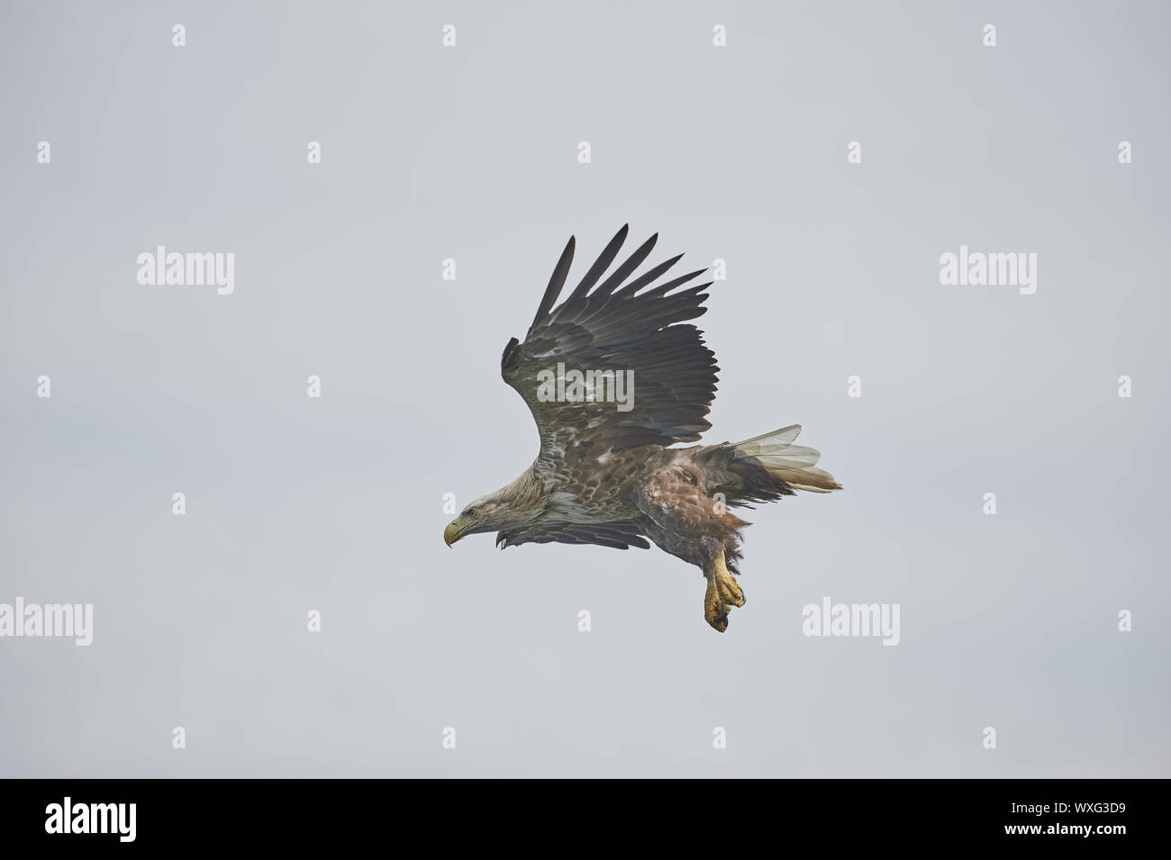 Aigle de mer Banque D'Images
