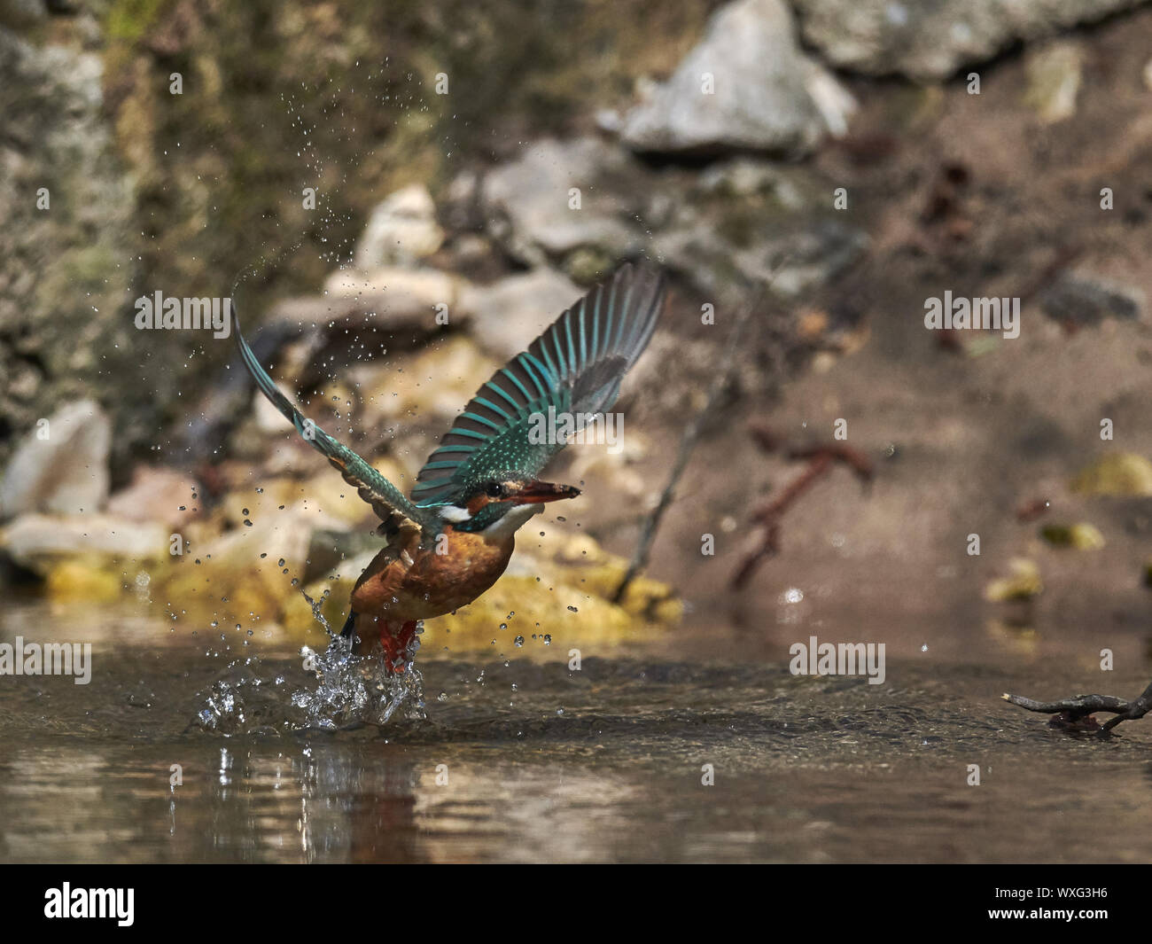 Kingfisher Banque D'Images