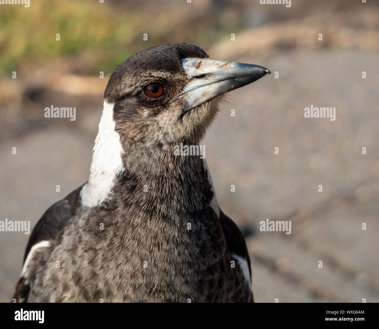 Gros plan Portrait, le visage et les yeux bruns d'un oiseau, un Magpie australien. Tête légèrement inclinée sur le côté, bec pointu et plus foncé sur la pointe. Australie Banque D'Images