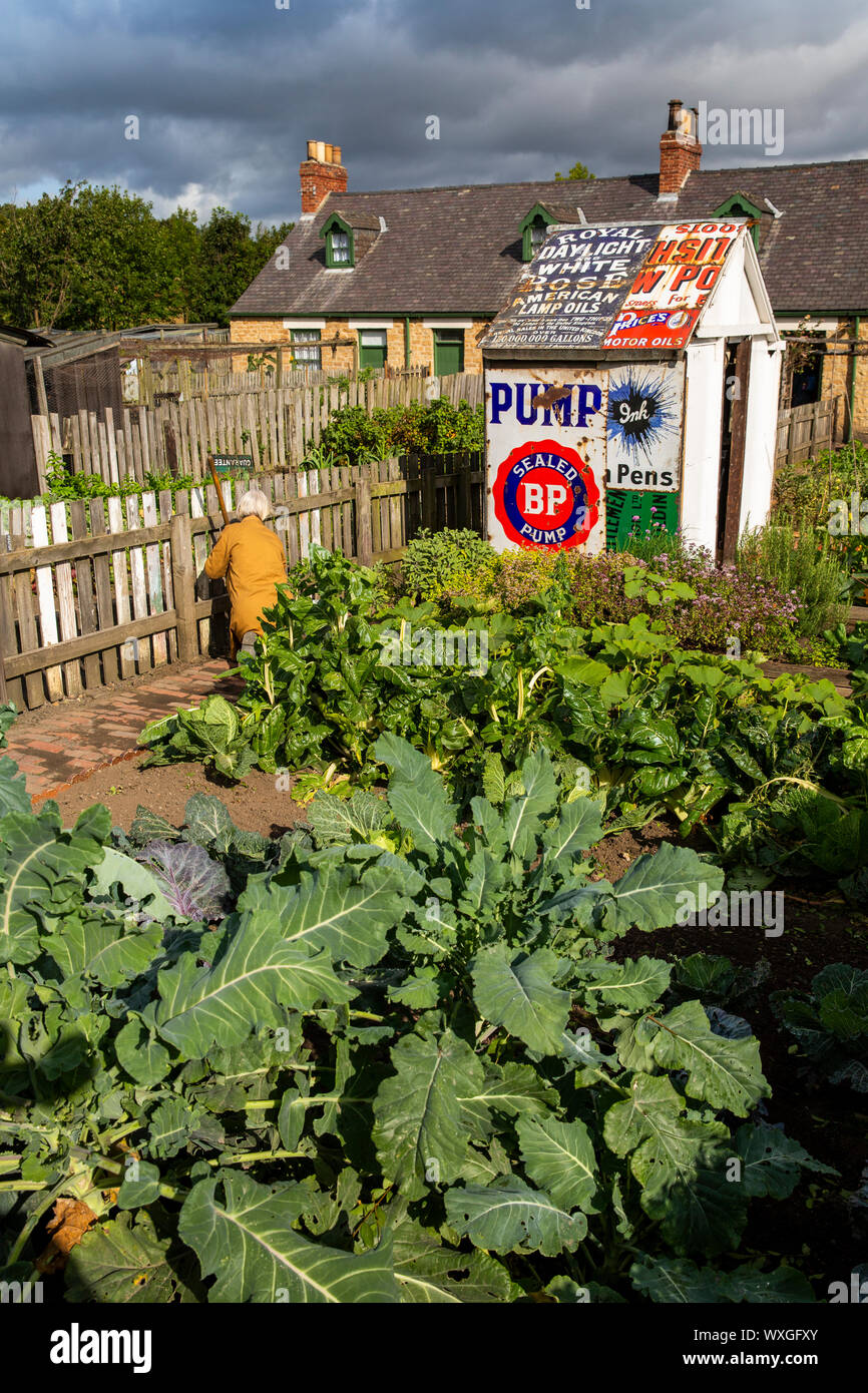 UK, County Durham, Beamish, musée, Village Pit, Francis Street, femme de mineur, le désherbage dans les potagers cottage à côté de hut faits de vieux annonce l'émail Banque D'Images