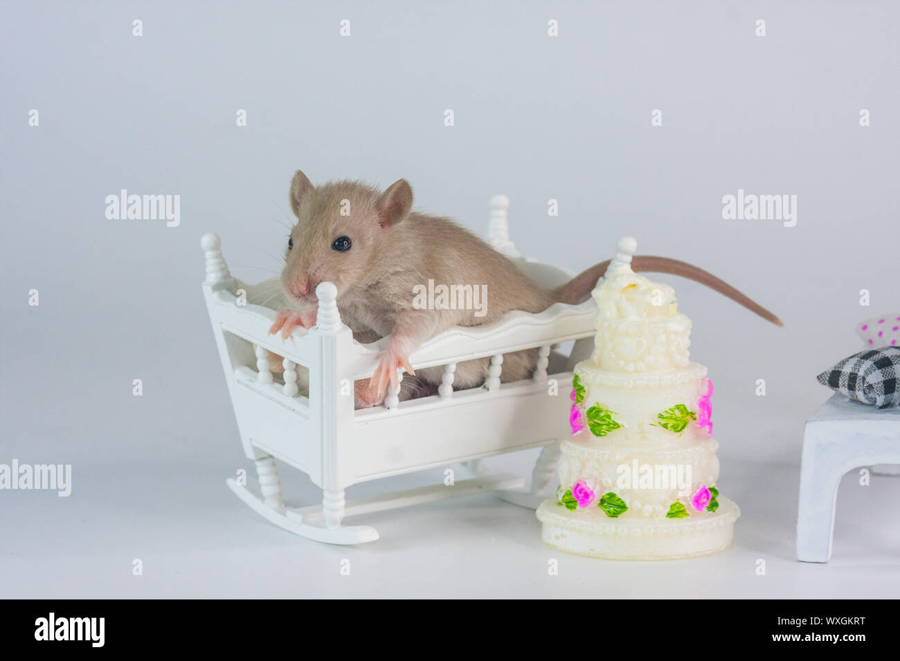 Concept De La Naissance Le Petit Rat Est Assis Dans Le Lit Contre Le Fond Du Gateau Souris D Un Contexte Festif Photo Stock Alamy Concept De La Naissance Le Petit Rat Est Assis Dans Le Lit Contre Le Fond Du Gateau Souris D Un Contexte Festif Photo Stock Alamy