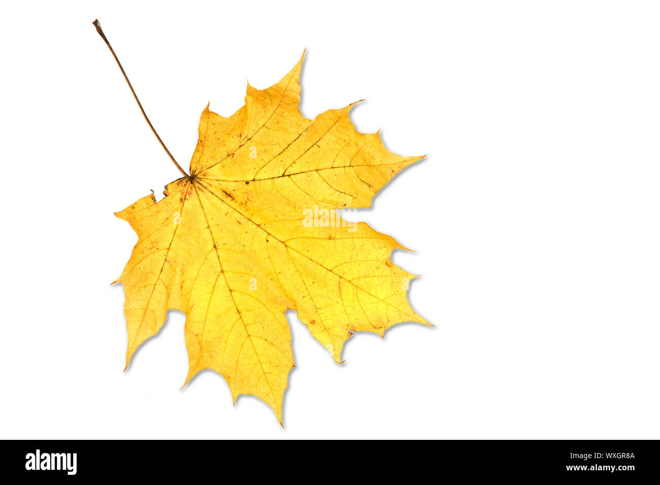 feuille sur blanc Banque D'Images