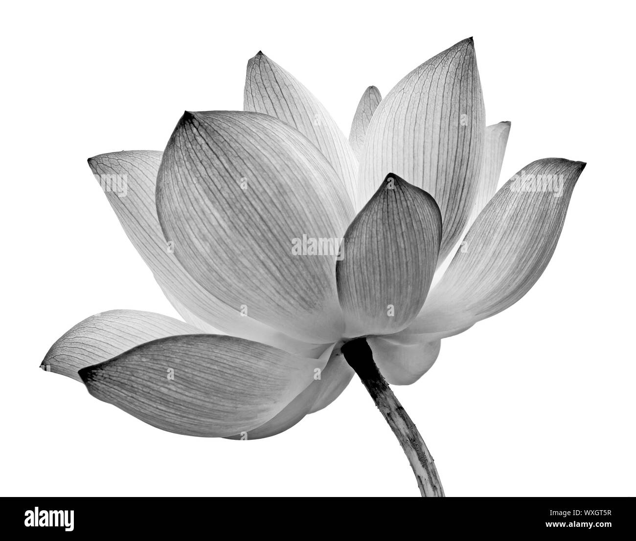 Fleur de Lotus isolé sur fond blanc. Banque D'Images