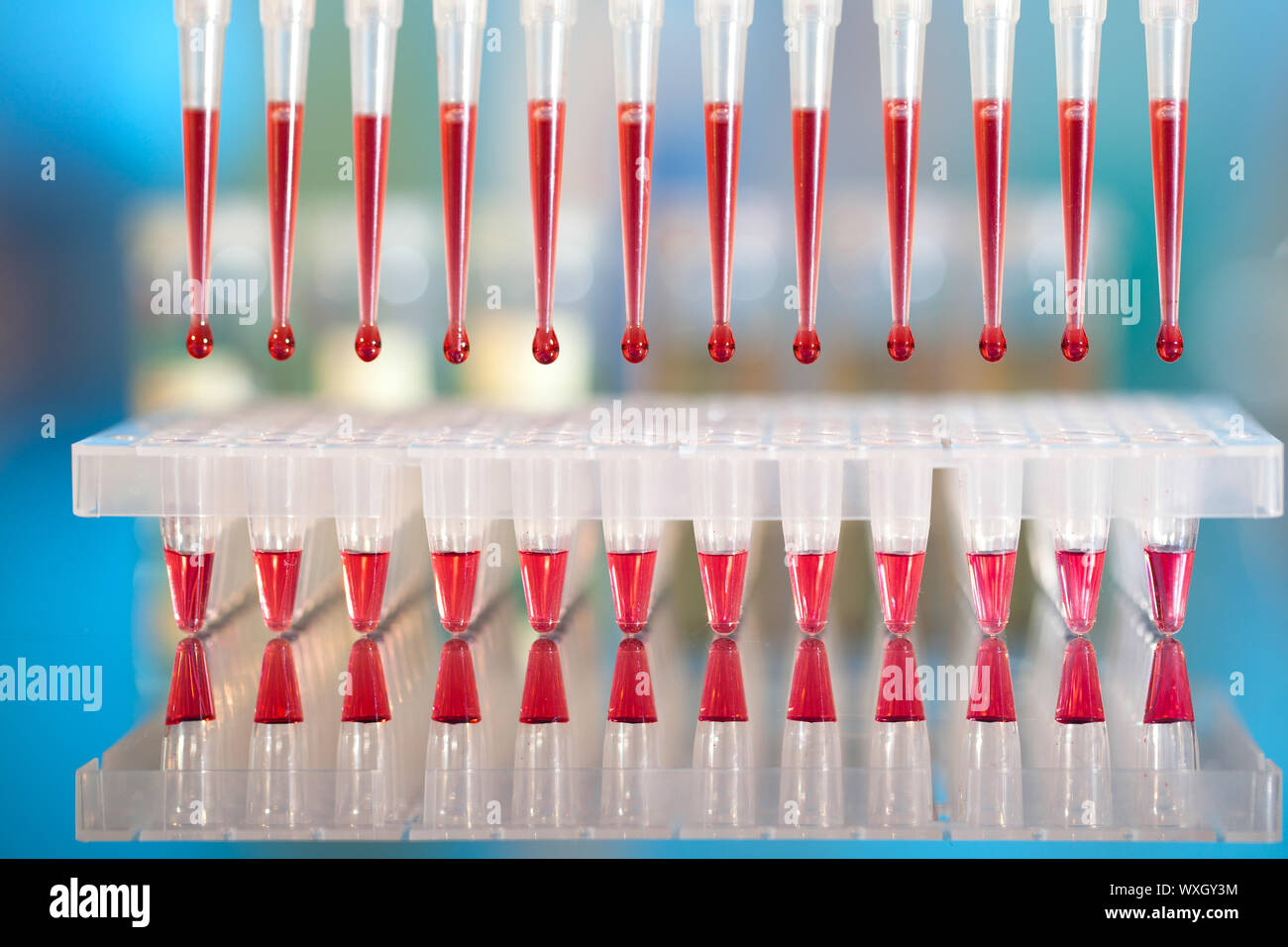 L'analyse de l'ADN : chargement de mélange de réaction en 96 puits avec pipette multicanaux Banque D'Images