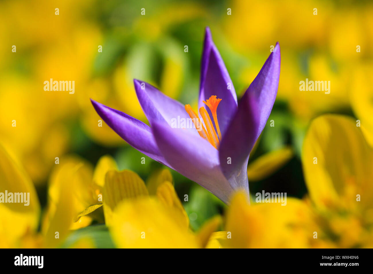 Crocus en fleurs sauvages parmi d'hiver (Eranthis hyemalis) Aconit. La Suisse Banque D'Images