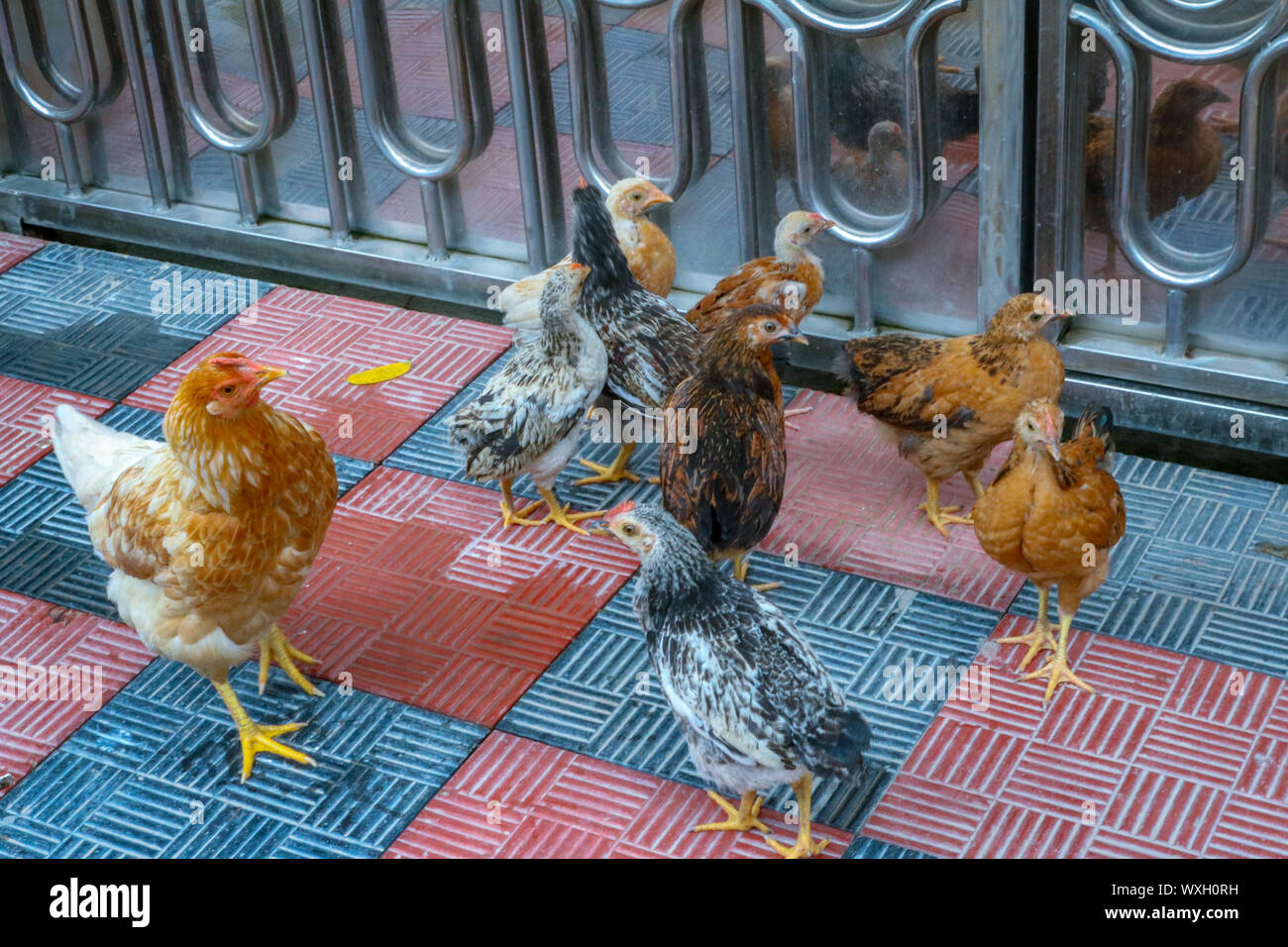 Un groupe de poule ou de poulet Standing Together Banque D'Images