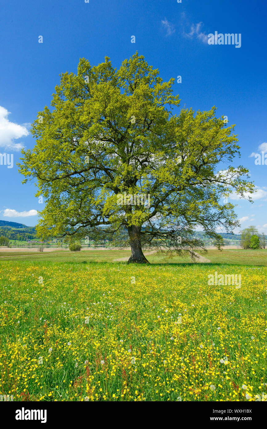 Le chêne rouvre, chêne sessile (Quercus petraea), arbre solitaire au printemps. La Suisse Banque D'Images