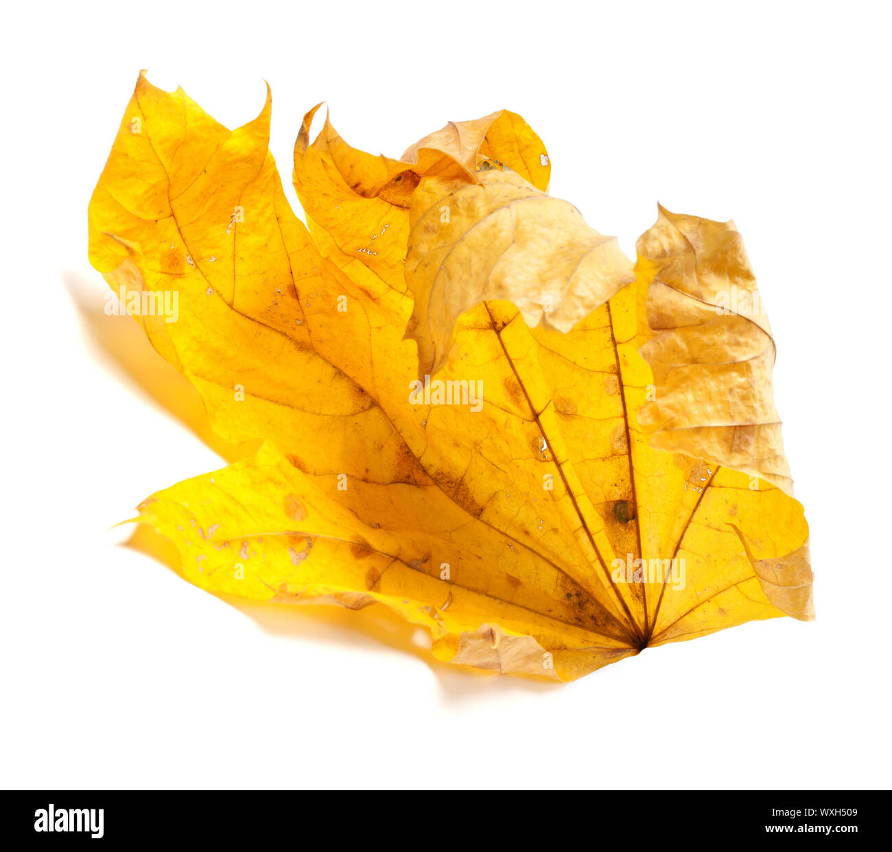 Automne érable sec isolé sur fond blanc Banque D'Images