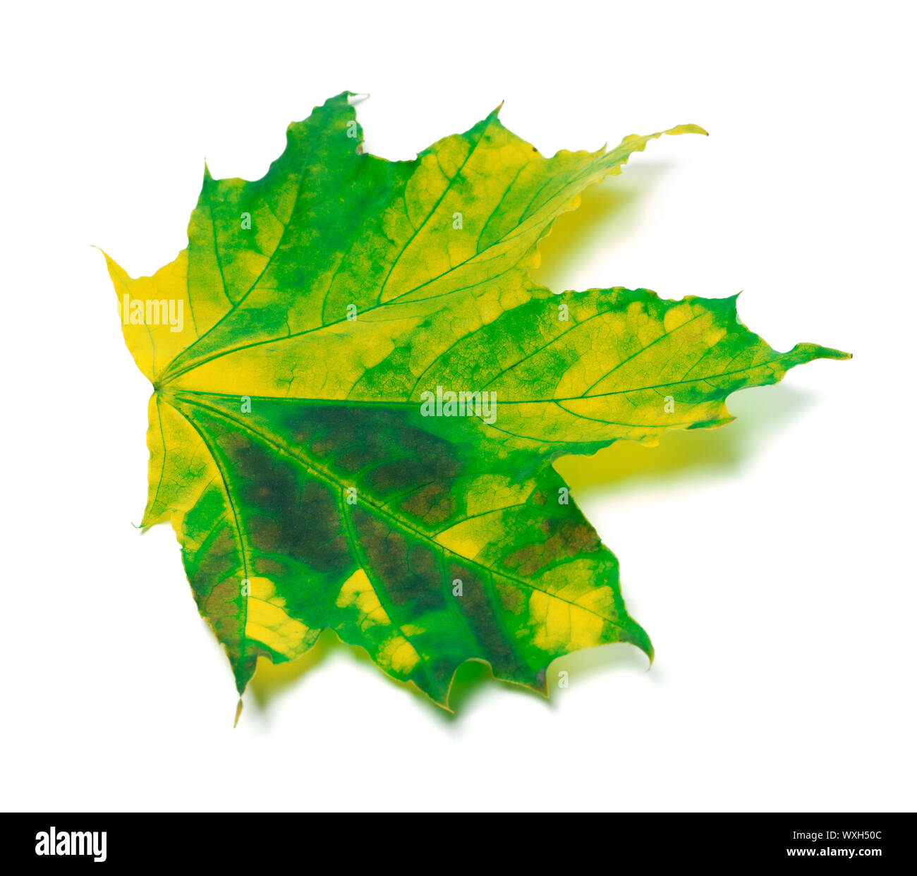 Feuille d'érable multicolore isolé sur fond blanc Banque D'Images