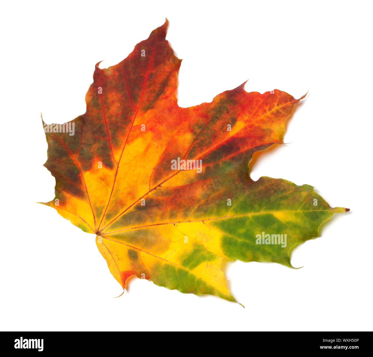 Automne feuilles d'érable multicolores. Isolé sur fond blanc Banque D'Images